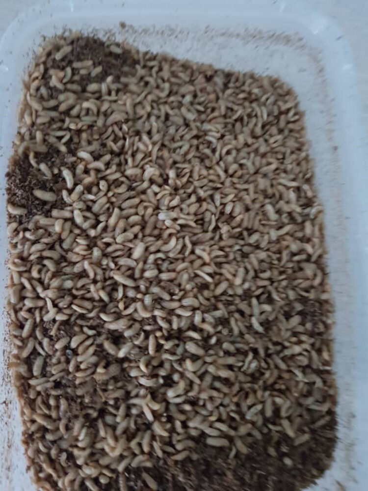 7天后的黑水虻幼虫